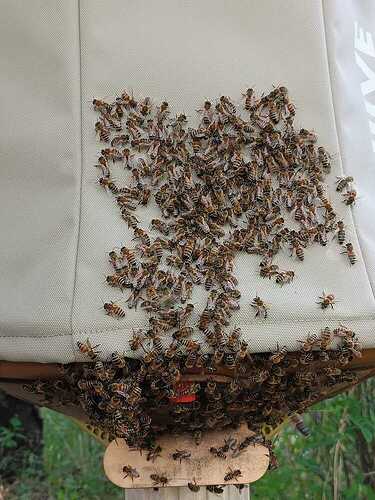 17512004051265044276786416769488