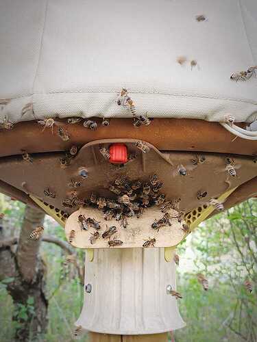 17512003385344485746837310315303