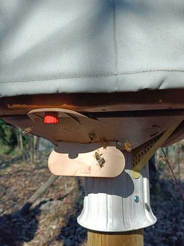 17511999107596693068534540351307