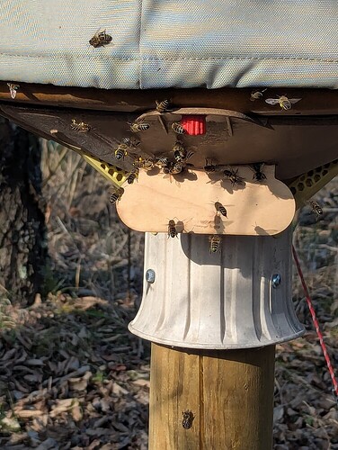 17511999397728960645364443541699